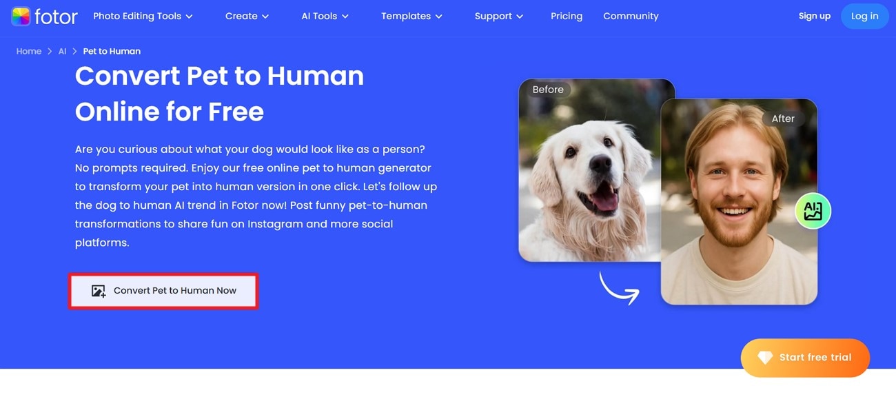 access online tool fotor